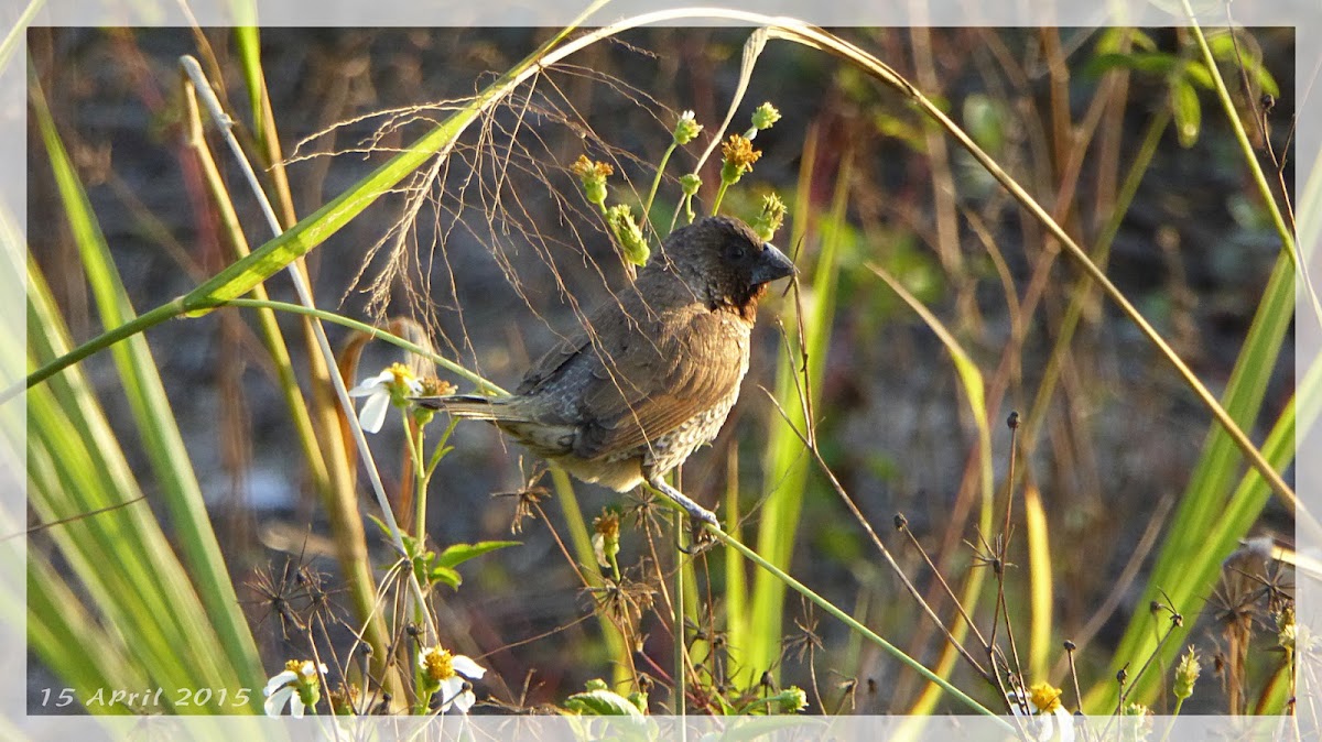 Scaly-breasted munia 斑文鳥(鱗胸文鳥)