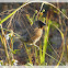 Scaly-breasted munia 斑文鳥(鱗胸文鳥)