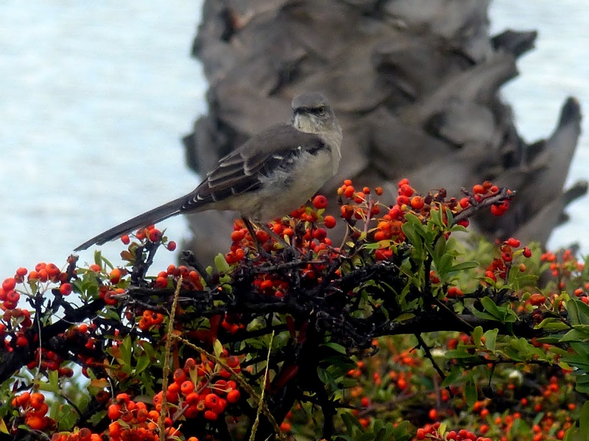 Northern mockingbird