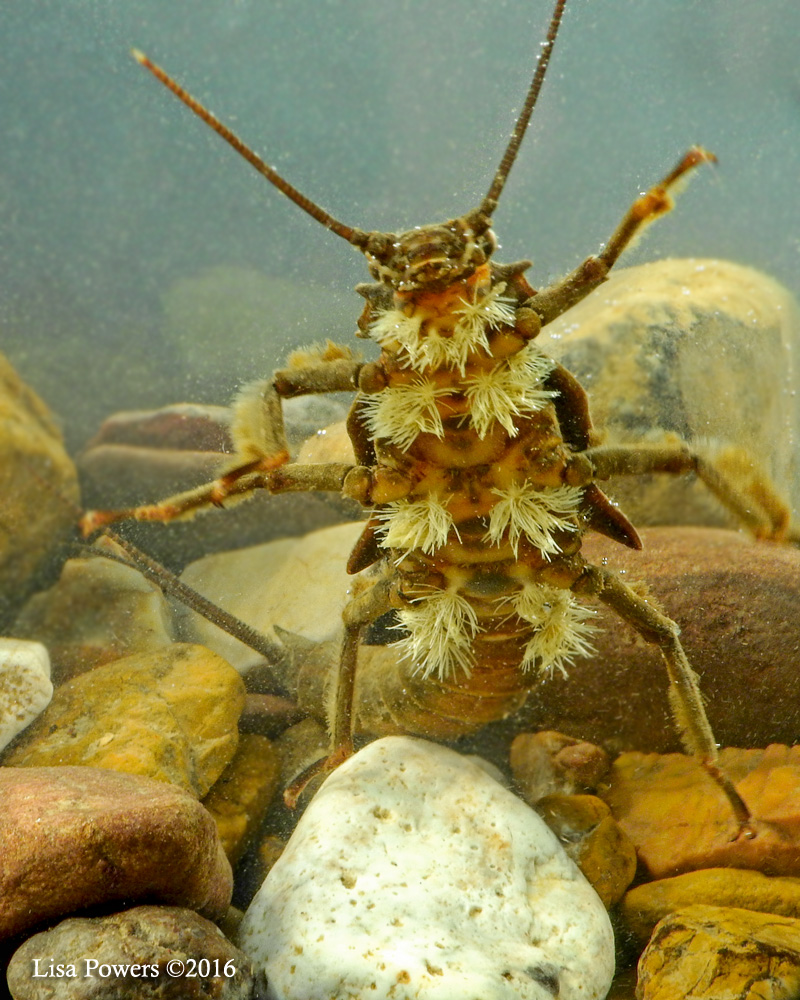 Stonefly larva aka Salmonfly