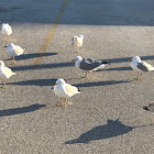 Ivory gull