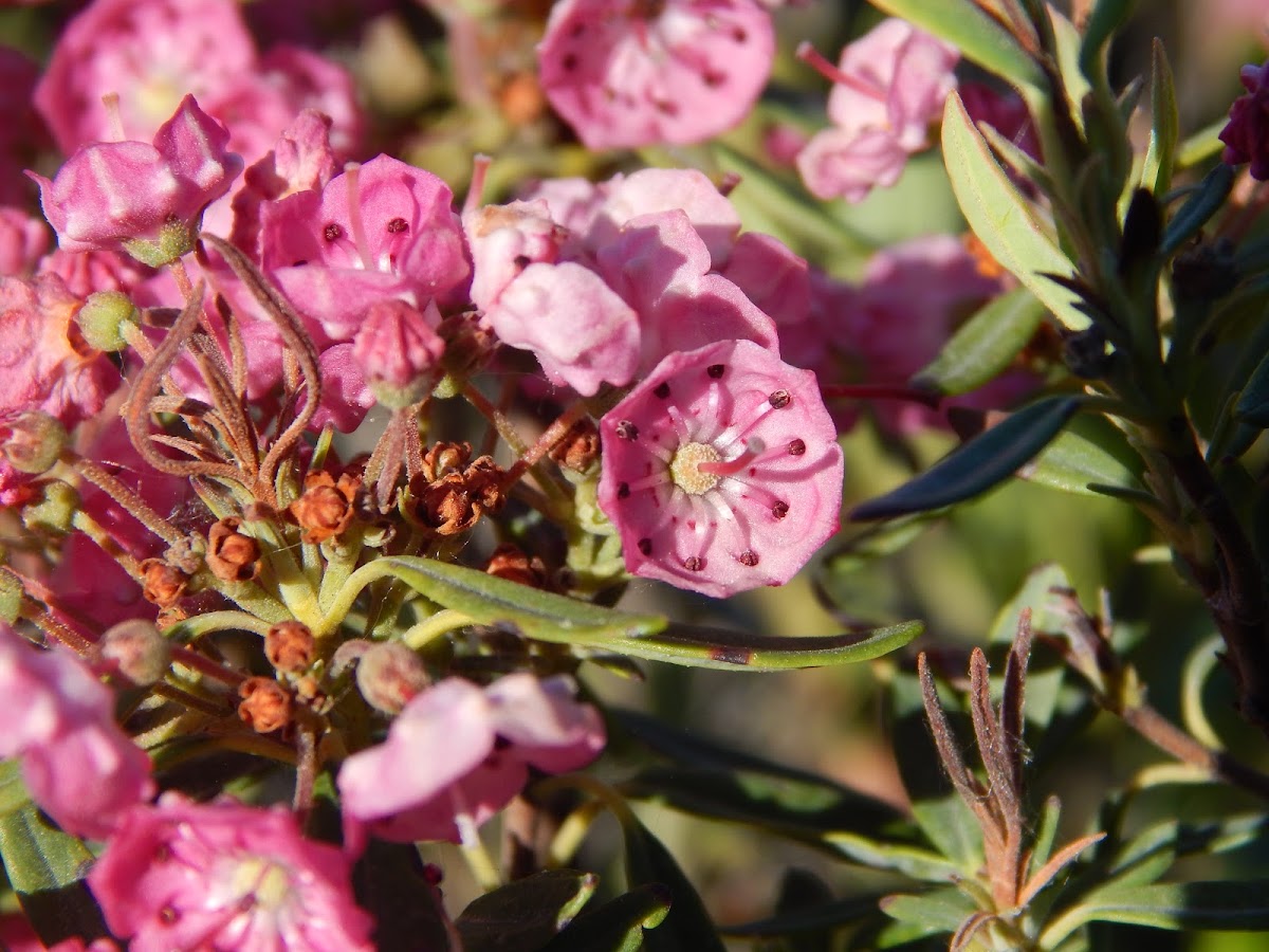 Bog Laurel