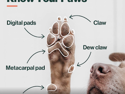 [無料ダウンロード！ √] my dogs feet are swollen and bleeding 214859-My dogs feet are swollen and bleeding