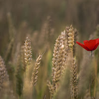 Solitario di 