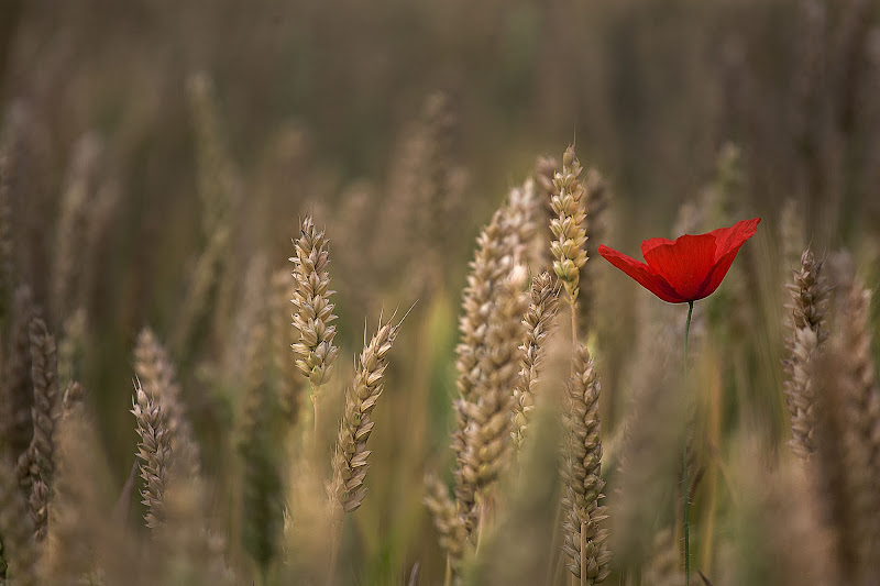 Solitario di ZERRUSO