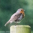 Robin