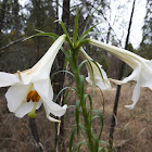 Formosa Lily