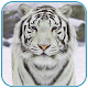 Download Snow Tiger Live Wallpaper For PC Windows and Mac 2.6