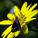 Clouded Skipper