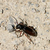 Ground Longhorn-Beetle