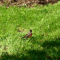 Backyard Biodiversity