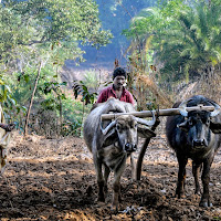 Il lavoro con gli animali di 