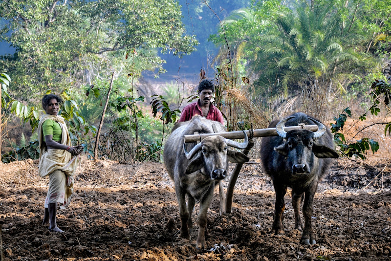 Il lavoro con gli animali di bennardo