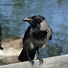 Hooded Crow