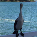 Pied Cormorant