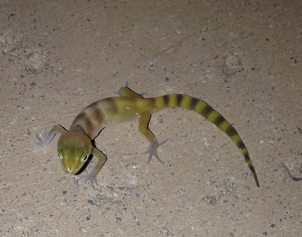 Western Banded Gecko