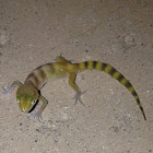 Western Banded Gecko