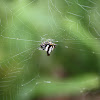 Oriental Spiny Orb-Weaver