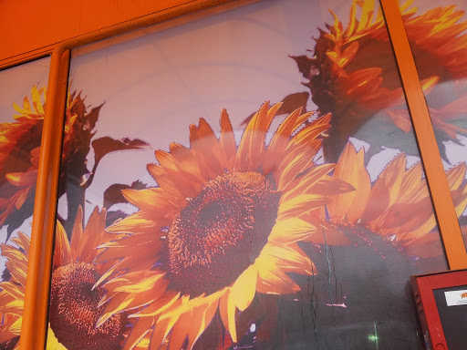 Girasoli Murales