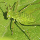 Bush Cricket