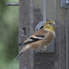 American Goldfinch