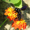 Carpenter bee