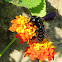 Carpenter bee