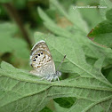 Western Pygmy-Blue