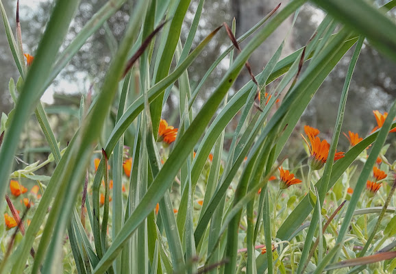 prove di primavera di giuseppe_posi