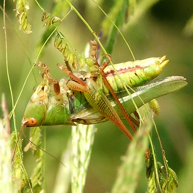 Long-Spurred Meadow Katydid