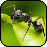 Ant Wallpapers? - Insects Wallpaper