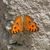 Peacock Pansy