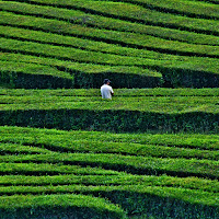 Verde tè o tè verde di 