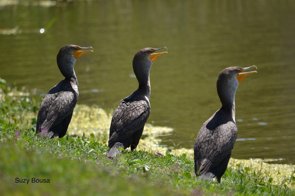 Double-crested Cormorant