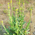 Great mullein