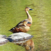 Wandering Whistling-duck