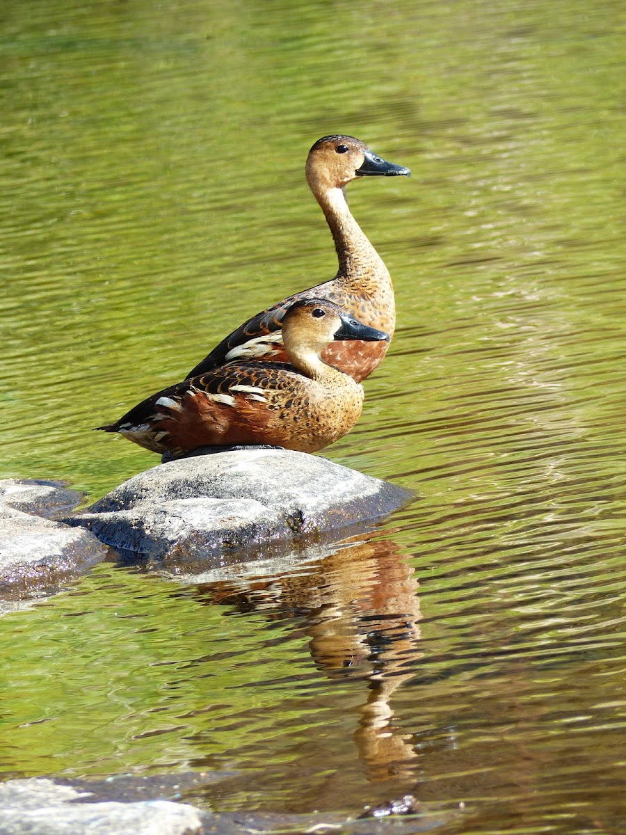 Wandering Whistling-duck