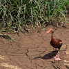 Black-bellied Whistling-Duck