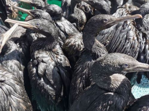 The Southern African Foundation for the Conservation of Coastal Birds warned that the serious outbreak of Avian Influenza among wild seabirds in the Bergrivier Municipality on the West Coast, and the Walker Bay area in the Overberg of the province has had a massive effect on the Cape cormorant populations.