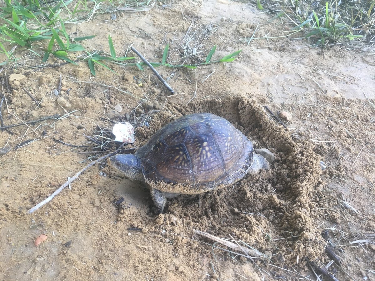 Gulf coast box turtle