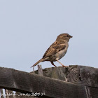 House Sparrow; Gorrión Común