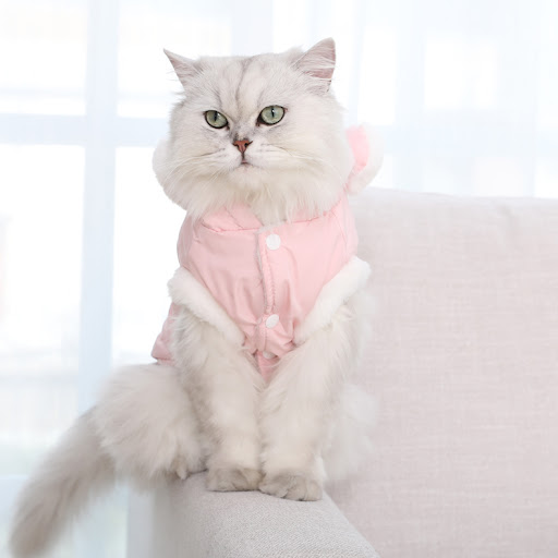Title 2, Cute Muppet English Short Blue Cat Pet Clothes....