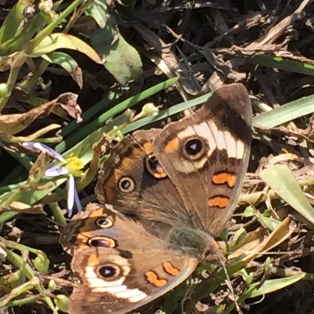 Common Buckeye