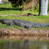 American Crocodile