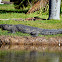 American Crocodile