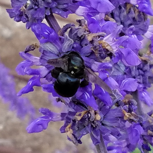 Orchard mason bee