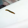 Small Striped Slug