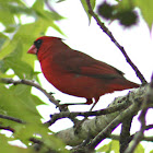 Northern Cardinal (male)