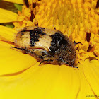 Bumble Bee Mimic Flower Scarab