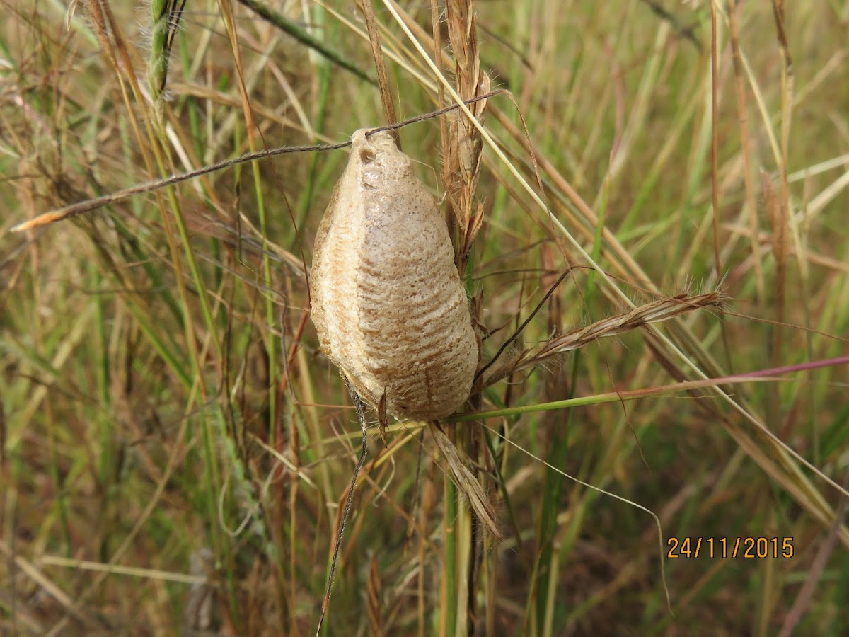 Praying Mantis Eggcase